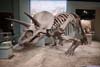 Dinasour Fossil