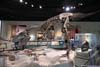 Dinasour Fossil