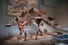 Dinasour Fossil