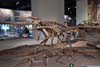 Dinasour Fossil