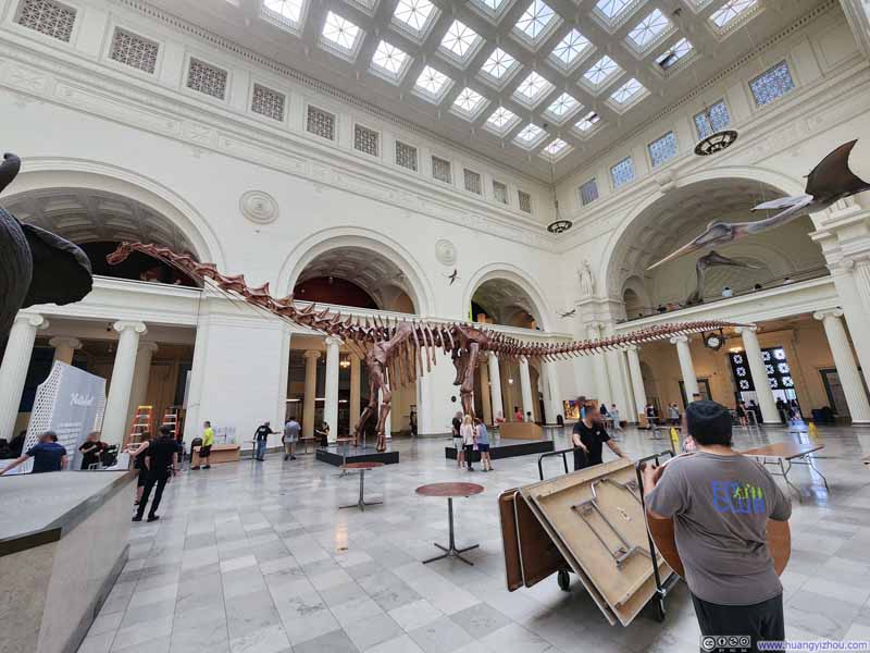Giant Dinasour Fossil