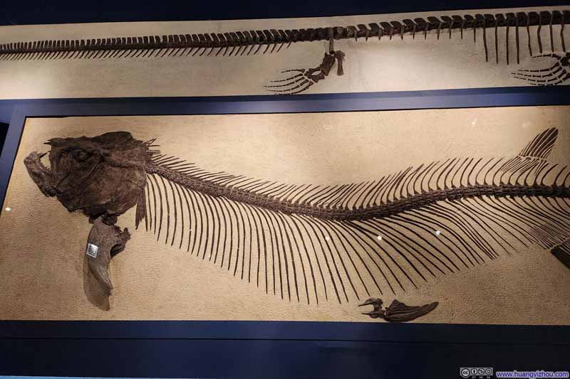 Marine Life Fossil