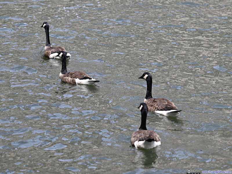 Geese