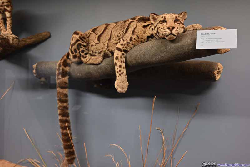 Model of Clouded Leopard