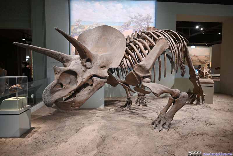 Dinasour Fossil