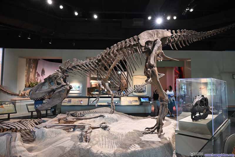 Dinasour Fossil