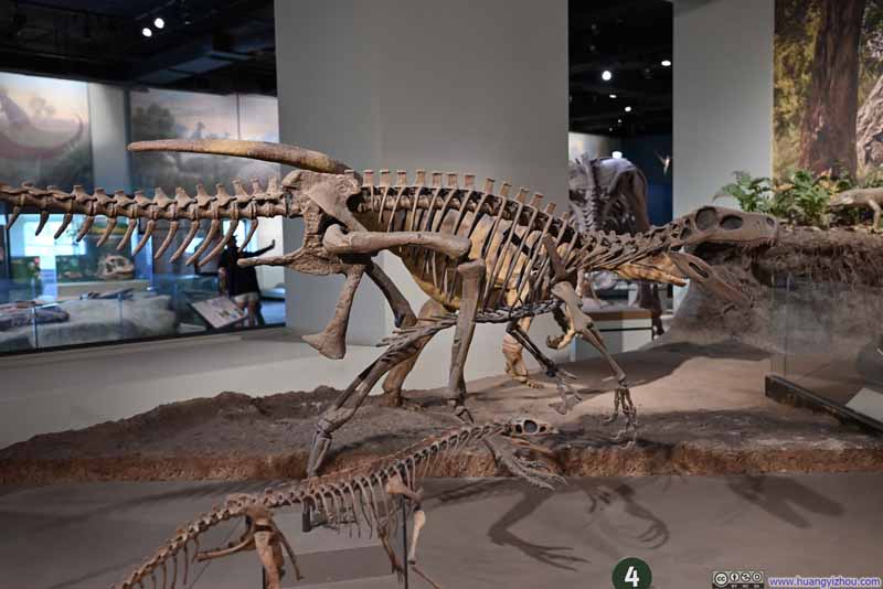 Dinasour Fossil