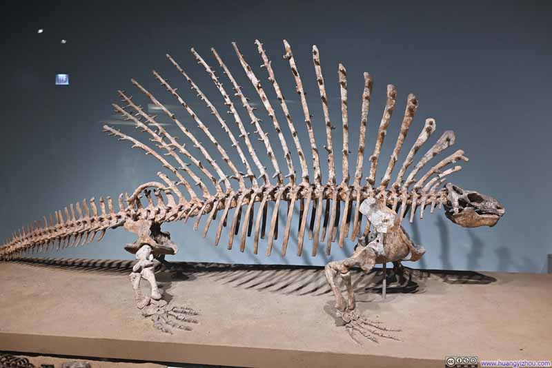 Edaphosaurus Fossil