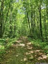 Forest Road