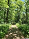 Forest Road