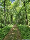 Forest Road