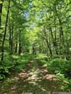 Forest Road