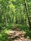 Forest Road
