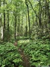 Trail