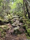 Trail