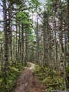Trail
