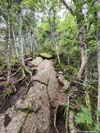 Trail