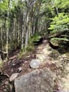 Trail