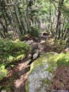 Trail