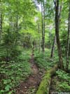 Trail