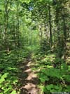 Trail