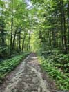 Forest Road