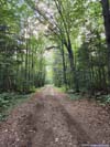 Forest Road
