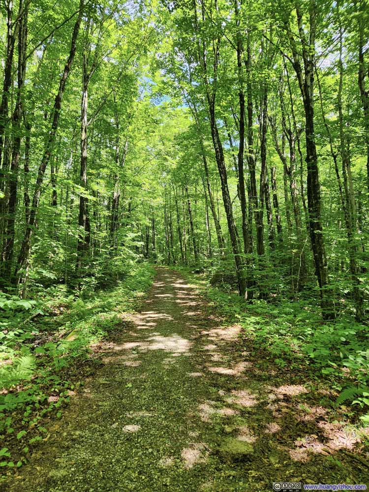 Forest Road
