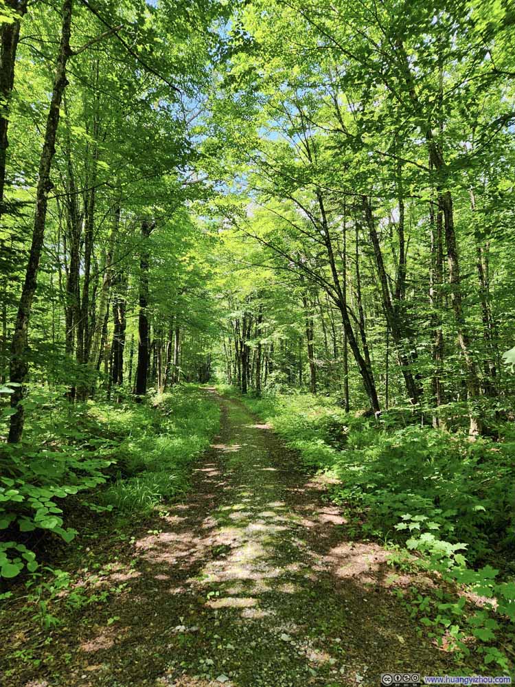 Forest Road