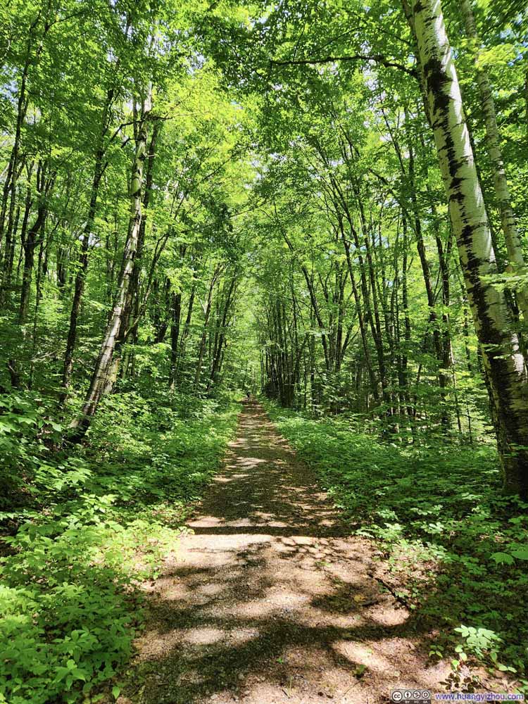 Forest Road