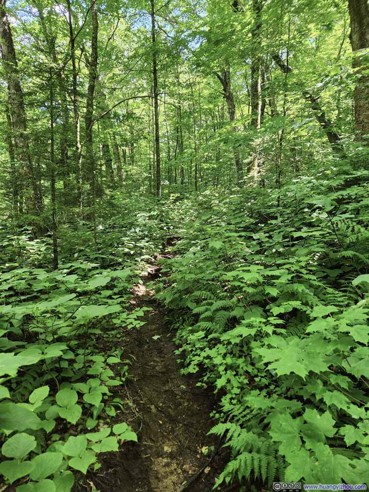Trail
