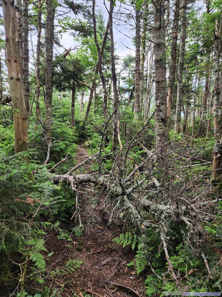 Fallen Tree along Trail