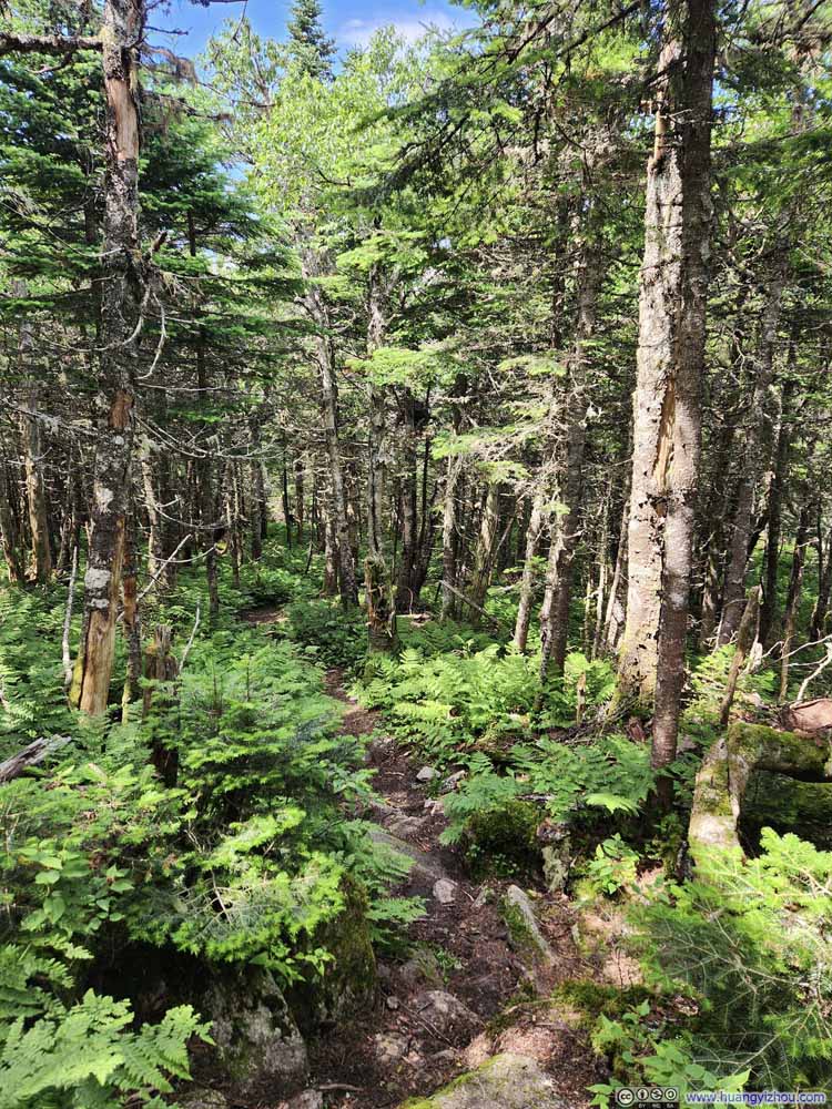 Trail