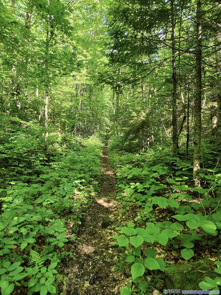 Trail