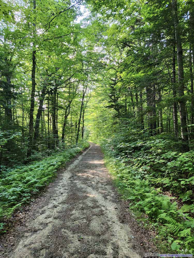 Forest Road