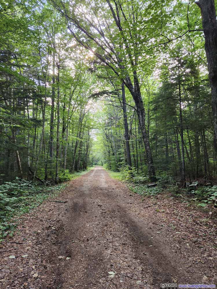 Forest Road