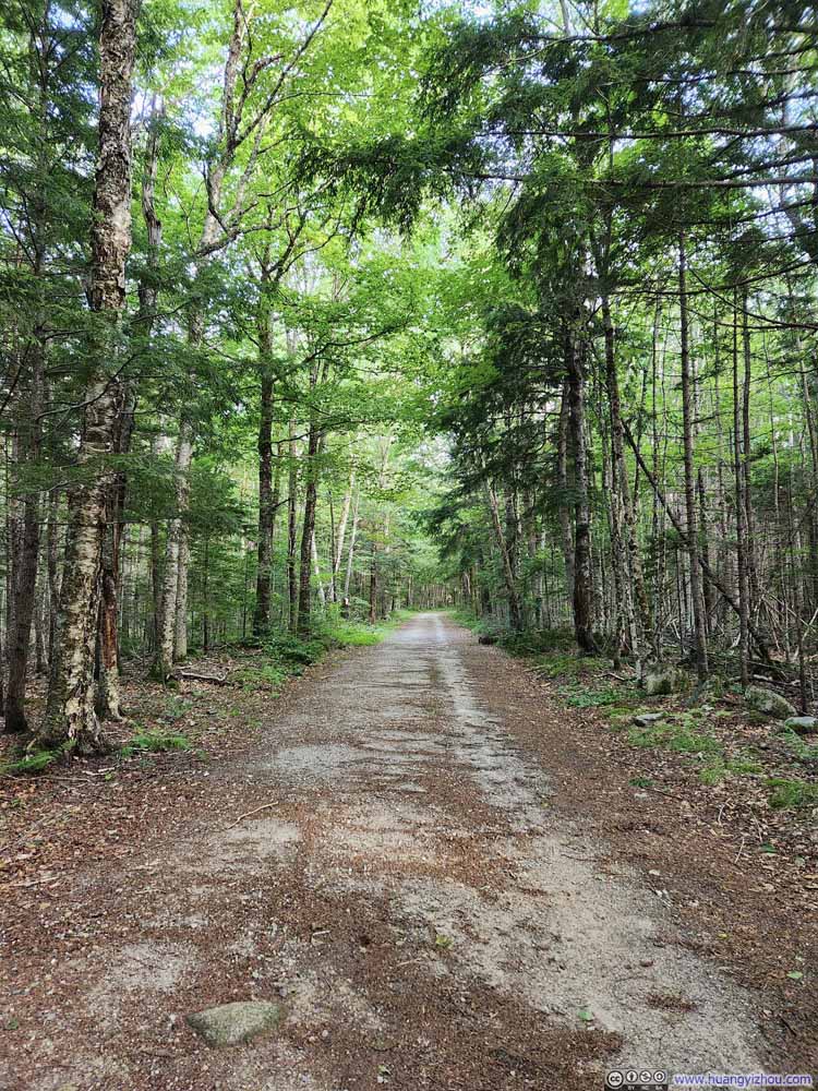 Forest Road