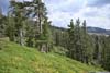 Trees along Hillside