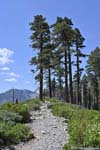 Trees along Trail