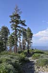 Trees along Trail