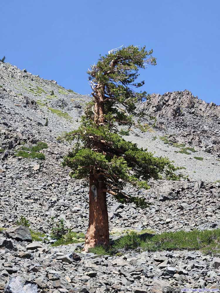 Lone Tree in Field of Rocks