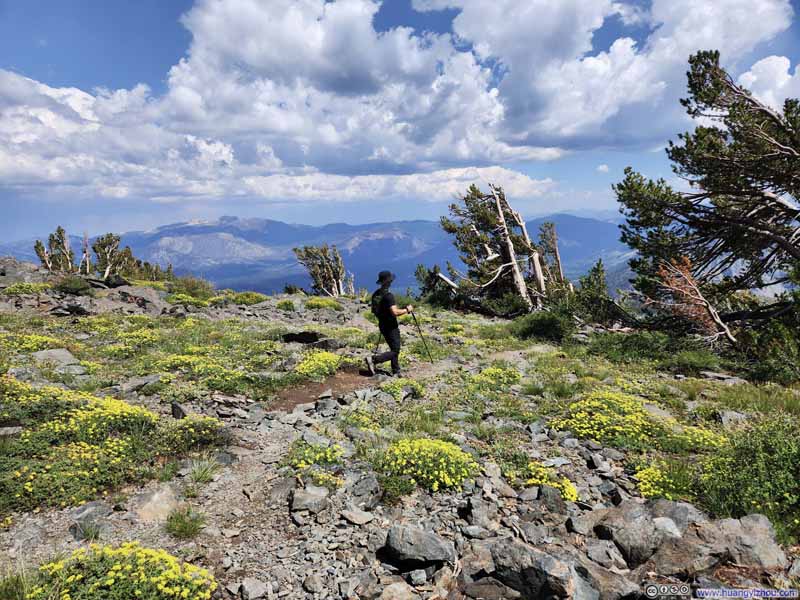 Trail among Flowers