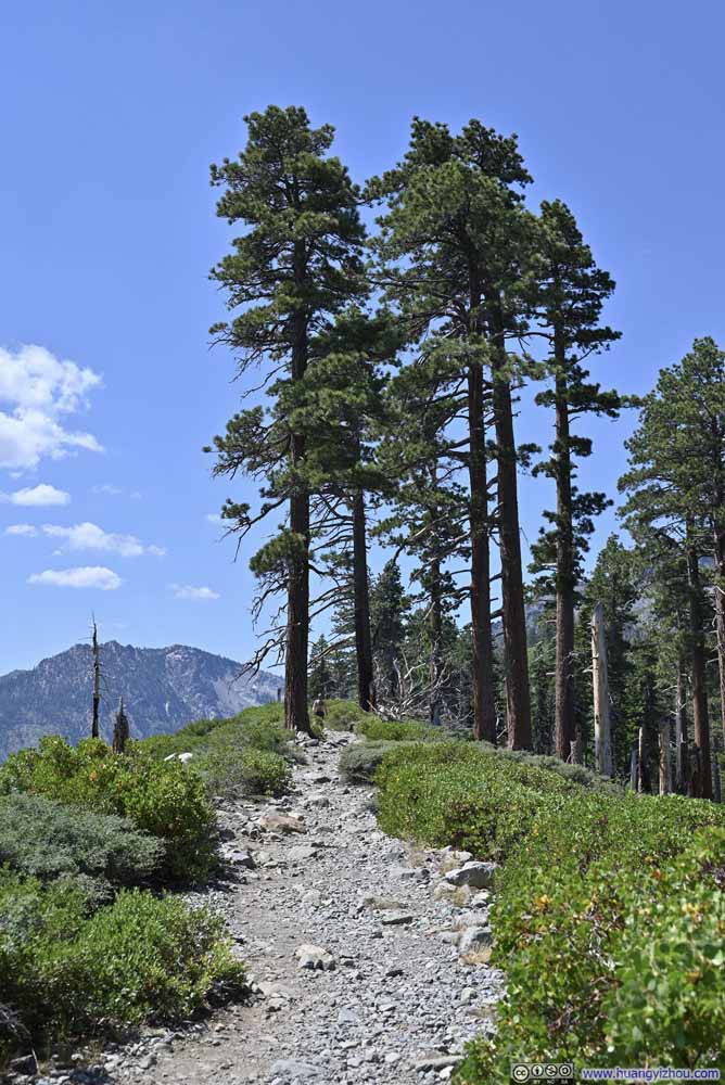 Trees along Trail