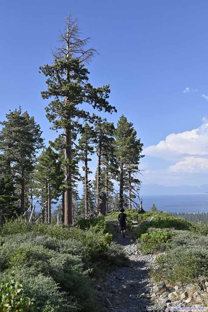 Trees along Trail