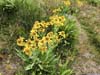 Flowers along Trail