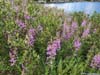 Flowers along Trail