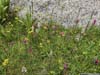 Flowers along Trail