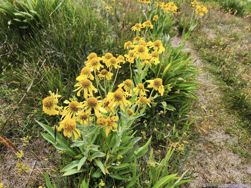 Flowers along Trail