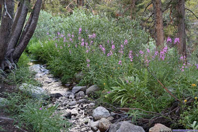 Flowers along Creek