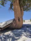 Tree Grown from Underneath Rocks